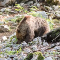 ... crunch-chrunch...