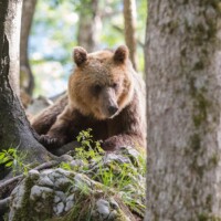 De nouveau, il s'allonge un moment au soleil.