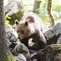 ... "on dirait qu'il sait qu'on...." "PCHHHHHHHT!"