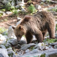 Il s'en va mais reviendra.