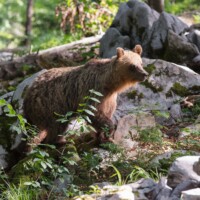 Il revient. Oui, c'est le même, on le reconnait à une touffe de poils :-)