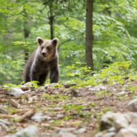 Il avait fait mine de s'éloigner, il revient...