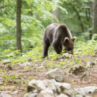 ... il sent bien qu'il y a de la nourriture...