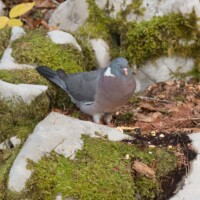 ... et son pigeon, au gésier plus développé.