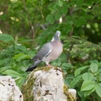 Une pigeonne ramier...