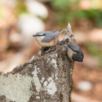 Bébé sitelle réclame: "j'ai faim!"... mais maman (ou papa?) sitelle est trop occupée à cacher son grain...