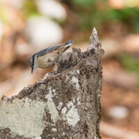 Maman (ou papa?) partie, bébé semble bien décidé à se débrouiller... "c'est là qu'il est?"...