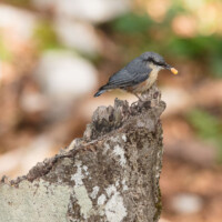 Bébé est content, il a récupéré le grain... qu'il laissera tomber quelques secondes plus tard.