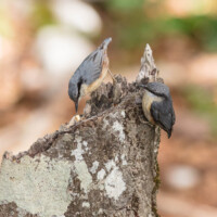 ... là, il sera bien, ce grain...