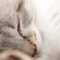 Je photographique avec le 100 mm: je vais faire de la macro de chats ;-)