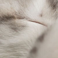 ... aussi près que l'objectif le permet...