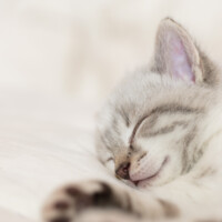 Elle dort, je peux m'approcher...