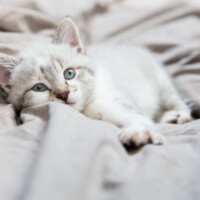 Avant qu'elle se réveille tout à fait, un moment de calme pour quelques clichés, au 24x70 mm cette fois.