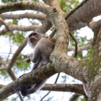... presque comme dans une forêt vraiment sauvage...
