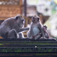 Décors mi-temples anciens en ruine, mi-jungle.