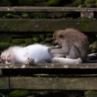 Des singes moins excités, plus occupés à s'occuper d'eux-mêmes.