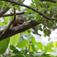 ... où il n'y a pas que des singes...