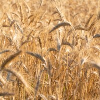 Il est à peine 7h du matin et ça chauffe déjà fort entre les épis...