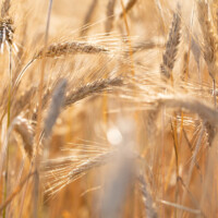 ... du blond méché de blond...