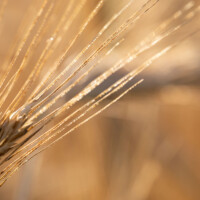 ... comme un feu d'artifice de blonds...