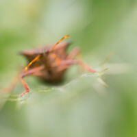 ... ici sur les antennes.