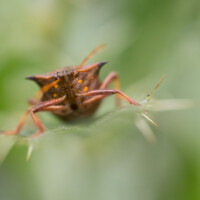La même punaise, attrapée avec les mêmes réglages photo, mais avec une mise au point décalée. Ici sur les yeux...
