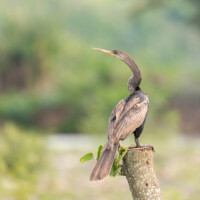 Anhinga d’Amérique