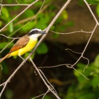 ... tyran quiquivi...