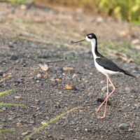 ... Himantopus mexicanus ou Black Necked...