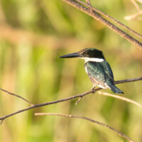 ... un martin pêcheur...