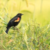 Carouge à épaulettes
