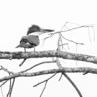 ... martin-pêcheur...