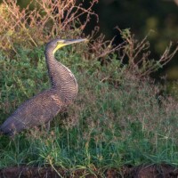 ... héron tigré...