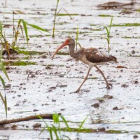 Ibis blanc juvénile