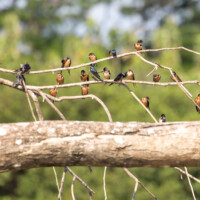 ... une bande d'hirondelles...