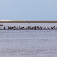 ... une bande de pélicans...