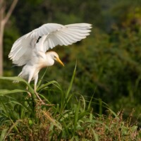... héron garde-boeufs