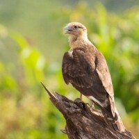 Caracara à tête jaune