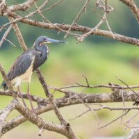 Aigrette tricolore de Tarcoles