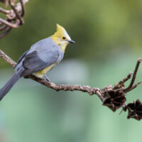 ... moucherolle soyeux...