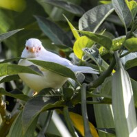 ... moineau albinos...
