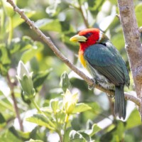 ... barbu à tête rouge...