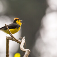 ... paruline ceinturée...