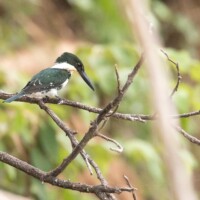 ... l'attentif martin-pêcheur...