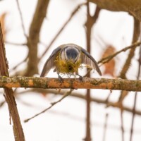 ... je l'ai d'abord vue, elle, posée ainsi, ailes vibrantes...