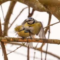 ... une agitation dans les branches, hop! Monsieur est là....