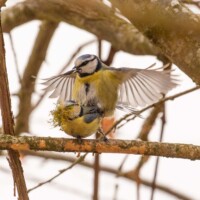 "Je suis le roi du monde!"