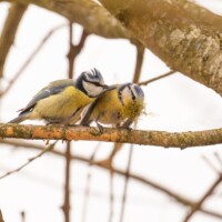 "Un bisou ma Chérie?"